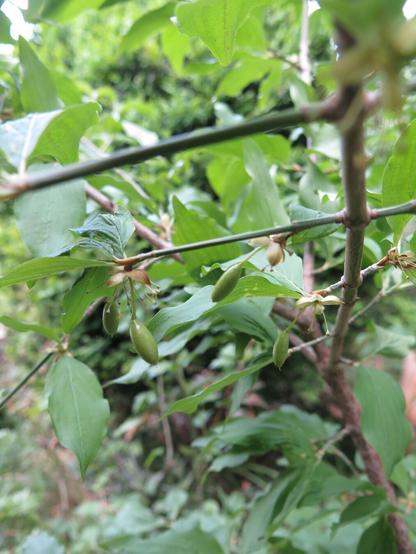 Nahaufnahme von jungem Geäst und Blättern einer Kornelkirsche (cornus mas). Ein paar noch grüne Fruchtkörper sind in der Entwicklung.