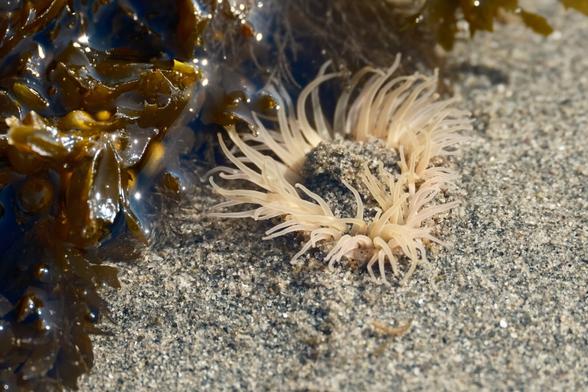 A white anemone at low tide that looks like a balding man.