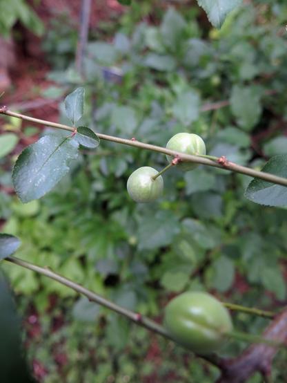 Zwei noch grüne Füchte der wilden Kirschpflaume (Prunus cerasifera) an einem jungen Ast hängend. Der Hintergrund ist grün und unscharf.