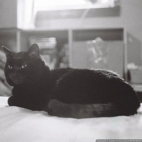 Black and white photograph of a black cat loafing on a bed.