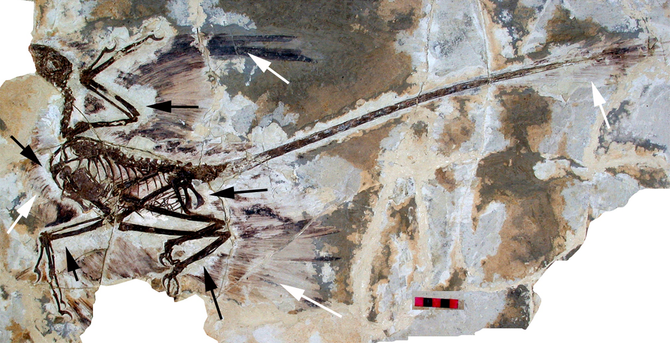 The holotype of Microraptor gui, IVPP V 13352 under normal light. This shows the preserved feathers (white arrow) and the 'halo' around the specimen where they appear to be absent (black arrows). Scale bar at 5 cm.