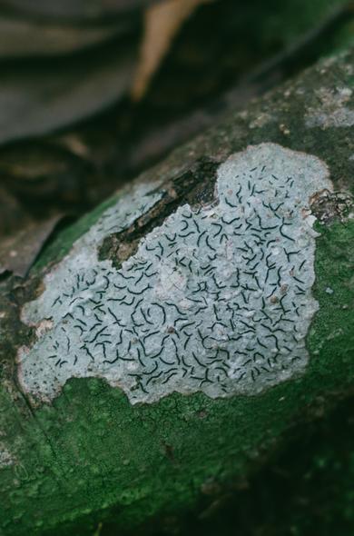 Graphis scripta, lichen