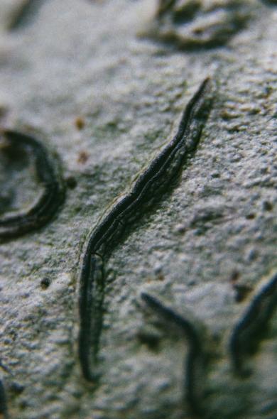 Closeup of the lichen Graphis scripta