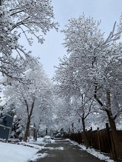 Snow covered tree canopy and grass