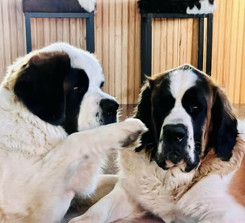 Two Saint Bernards