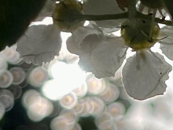 Colour photo taken looking up into a flowering cherry tree, with the shady underside of two white-petalled blossoms close up in focus along the top of the frame, and the clusters of blossom beyond so blown out by the bright sunlight streaming through that they just look like pale pink circles with glowing white halos.