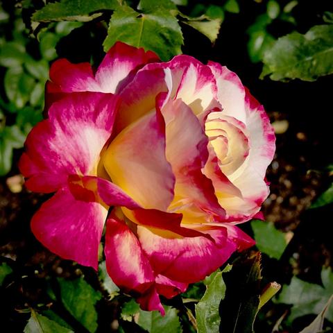 Red and white rose with very high contrast.