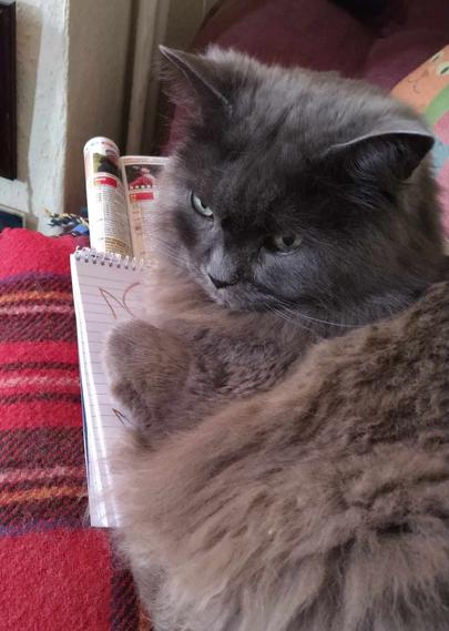 Large grey fluffy cat sits upon the spiral bound notepad, obscuring message nicely