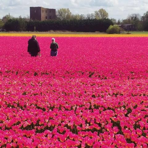 Foto van twee mensen die zich in een intens paars tulpenveld bevinden met de ruïnes van een kasteel op de achtergrond. ¦ Photo of two people standing in a intense purple tulip field with the ruins of a castle in the background.