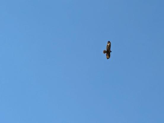 A buzzard against a blue sky.