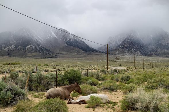Horses lying on the ground in a vast, arid landscape with mountains shrouded in mist in the background and a telephone line stretching across.