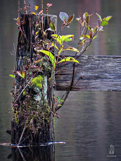 Moss and shrubs and a variety of plants sprout from an old post emerging from the water of a pond. A weathered plank extends at a right angle from it, and a tiny white spider has built a web there, where it hangs in space.