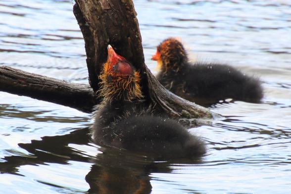 Two coot chicks are in a small lake, they have black bodies, with a bright red head and beak, and orange feathers around their necks, they wait next to a log floating in the lake for the mother to return with the food.
