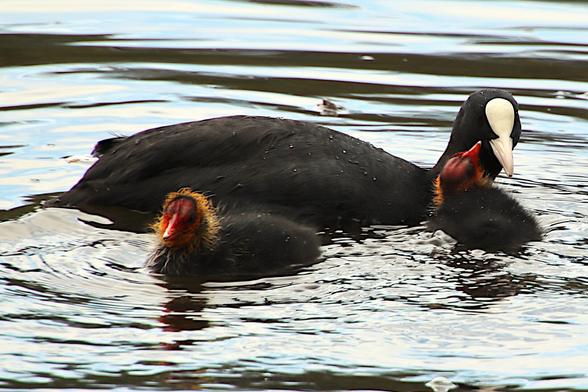 Two coot chicks are in a small lake, they have black bodies, with a bright red head and beak, and orange feathers around their necks, next to them is the mother with black plumage, she dives and brings food to the chicks.