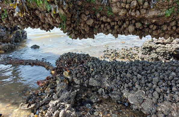 A large number of shellfish hanging from the underside of a pipe with more on the shore below. Shallow water on the beach.