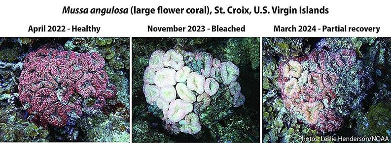 photos of the same coral colony from 2022, 2023, and 2024 showing different states: healthy, bleached, and partial recovery
