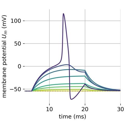 A set of membrane potentials modelled by the Hodgkin-Huxley model. Different currents were used to model the membrane potential.