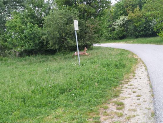 Foto einer Straße, die links und rechts von Bäumen und grüner Wiese gesäumt ist. Links der Straße läuft gerade ein hellbraunes Reh mit weißem Hintern auf die Straße zu.