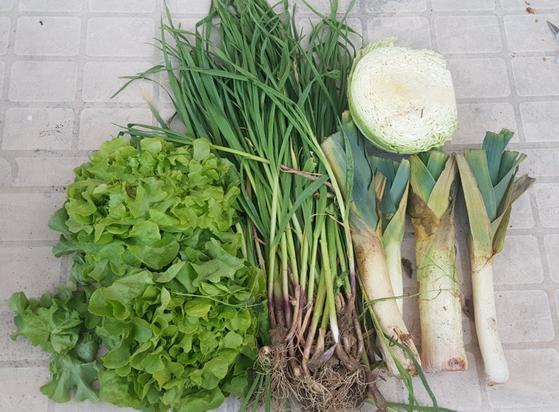 Contenido de la cesta de la semana. Hay dos lechugas batavia, un montón de ajetes, puerros y repollo.