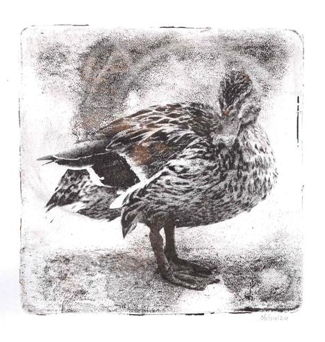 A simple transfer of a very old lady duck that I still remember fondly. Just black and white with some brown undertones and "noise" from the plate. Didn't think it needed anything else. Happy with how the details in the feathers transferred in this one, and the interaction with the grainy noise from the plate.