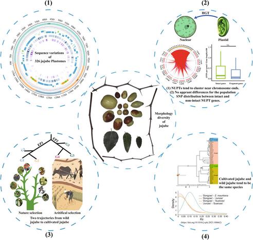Morphological, chromosomal, systematic, and sequence data collected in Yang's Comparative analysis of 326 chloroplast genomes in Chinese jujube (Ziziphus jujuba).