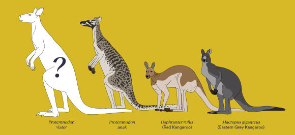 An artist’s impression of the newly-described fossil species Protemnodon viator and its relative Protemnodon anak, compared at scale to the living red kangaroo and eastern gray kangaroo.