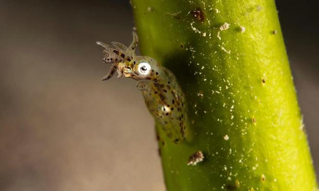 Tiny squid attached to a blade of seagrass by a sticky patch on its back