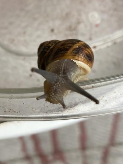 A closeup of a snail as it crawls on a clear plastic container. It is facing the camera and looking curiously into the lens.