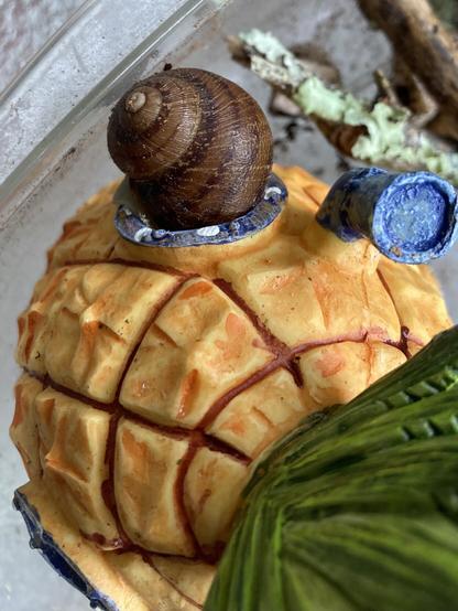A top down view of a small tank hide shaped like SpongeBob’s pineapple house. A snail is attempting to crawl in through a window, but appears to be stuck (it isn’t!)