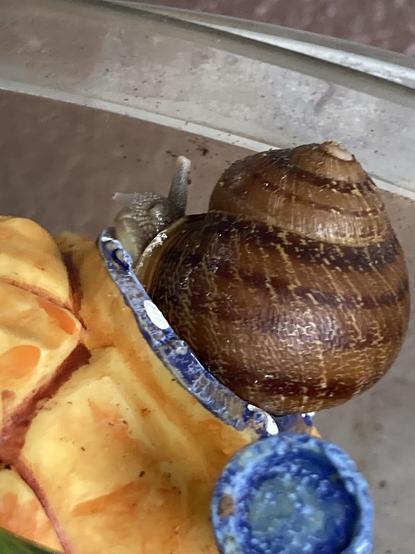 A closer view of the snail, its face all squashed from turning around in a tight space.