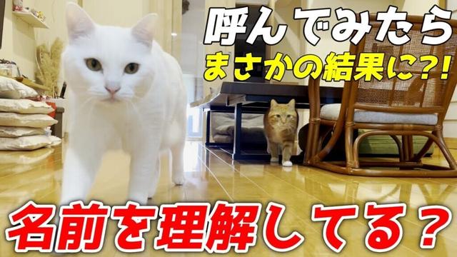 自分の名前を理解している三兄弟猫達を呼んでみた結果…笑[クラとトコといきる]