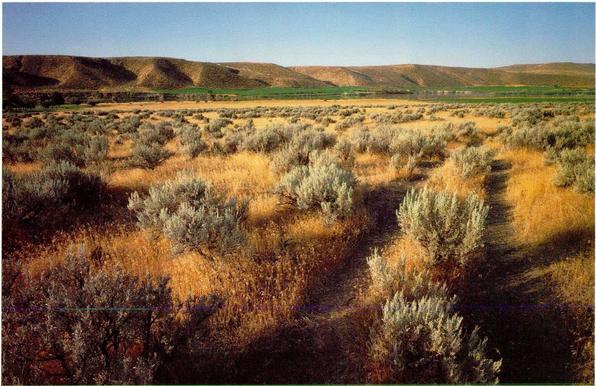 photo - cheatgrass, US West
