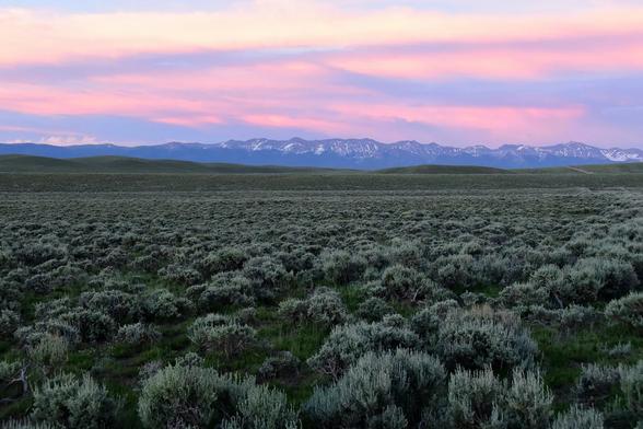 photo - sagebrush in the landscape, US West