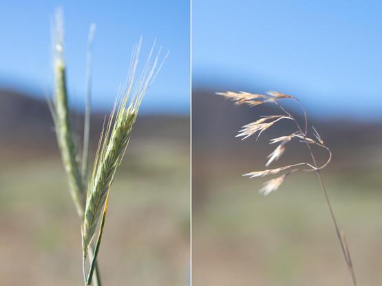 photo - cheatgrass, US West
