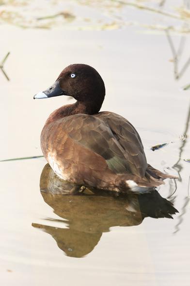 A Hardhead sitting in the shallows, with its reflection. 

It is a dark chocolatey brown duck with a white eye and a pale tip on its grey bill.