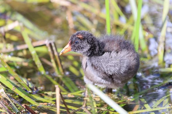 The slate grey fluff-ball that is a Dusky Moorhen chick, standing on reeds at the edge of the lake. It has an orange beek, and little orange patch on the top of its head, but is otherwise grey and fluffy.
