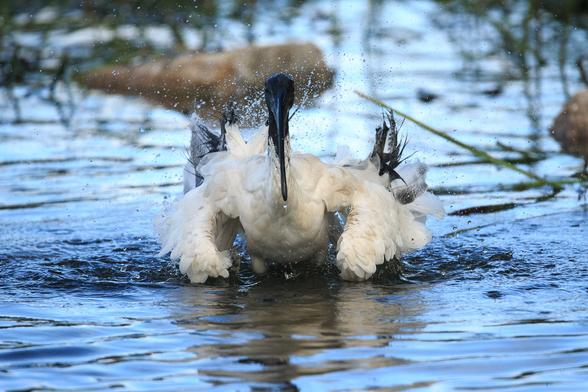 The infamous Bin Chicken (Australian White Ibis) splashing about in the shallows washing itself. It is directly facing the camera, with its wings partly folded and away from its body such that they look like feathered arms.