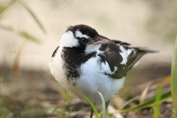 A Magpie Lark (or Peewee as they are colloquially known). It is a black and white bird, and has turned its head to the right so one black eye stares at the camera.