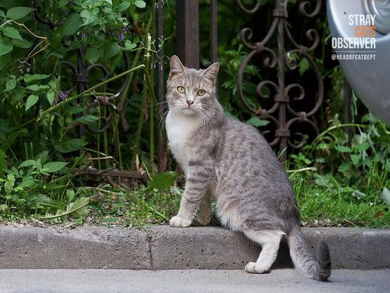 Grey tabby cat stands on a curb