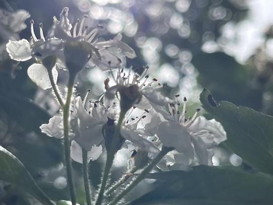 Very muted colour photo of a cluster of white cherry blossom, seen from the side, in washed-out gossamer sunlight.