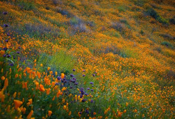 A palette of beautiful colors cover the hills of California at sunrise. This is a super bloom.