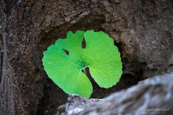 Bloodroot in Hollow Log