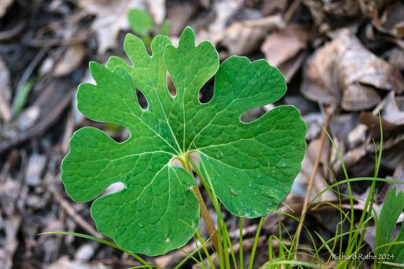 Bloodroot Leaf