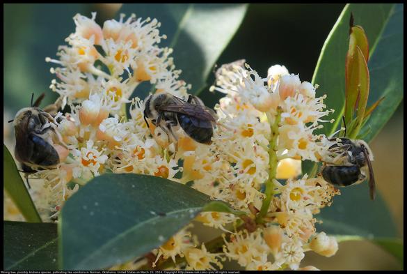 Mining bees, possibly Andrena species, were pollinating Ilex vomitoria flowers in Norman, Oklahoma, United States on March 20, 2024.