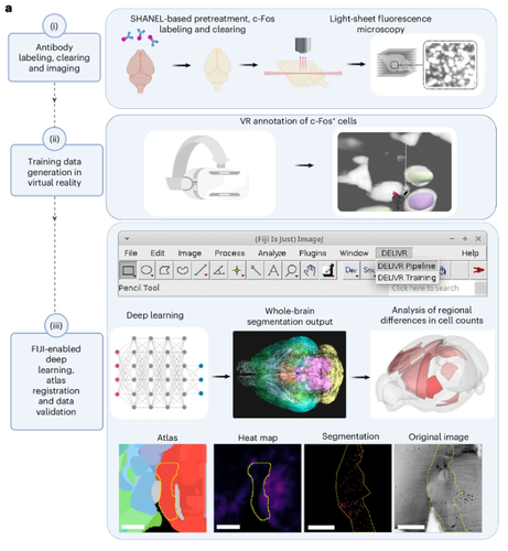 Fig. 1 about DELiVR: 
Step 1: Tissue clearing, light-sheet microscopy
Step 2: Generate custom training data in VR 
Step 3: run the analysis pipeline with the custom-trained deep-learning model inside the dockerized DELiVR pipeline