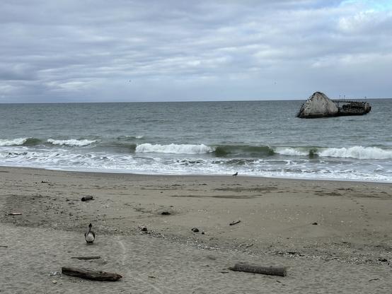 Pelican on Seacliff State Beach with the remains of the SS Palo Alto in the background.