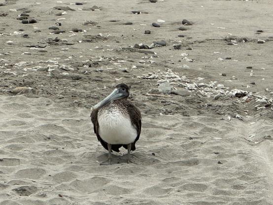 Close up of the Pelican on Seacliff State Beach
