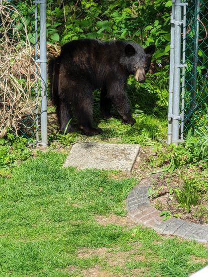 Black bear standing in open garden gate area.