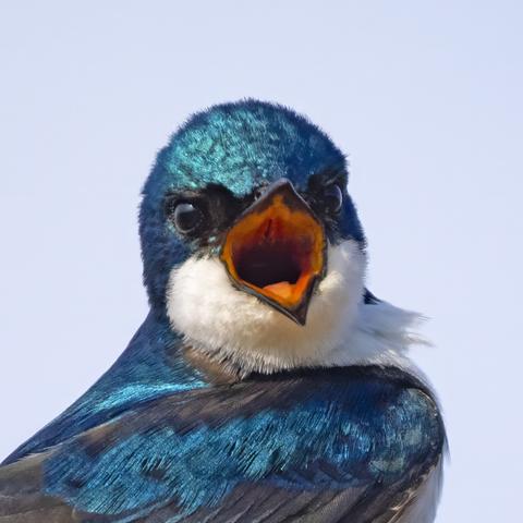 bird with iridescent blue crown and wings, white throat, and open orange-lined beak, squawking at the photographer