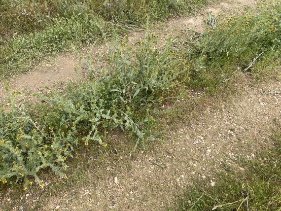 A two-track dirt and gravel road with green weeds growing down the center and on the other side. Somewhere in the photo there is a small lizard.